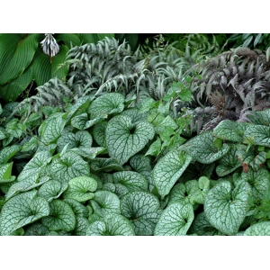 Brunnera macrophylla 'Alexanders Great'