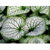 Brunnera macrophlla 'Sea Heart'