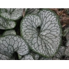 Brunnera macrophlla 'Sea Heart'