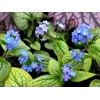 Brunnera macrophlla 'Sea Heart'