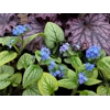 Brunnera macrophlla 'Sea Heart'