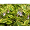 Symphytum 'Goldsmith'