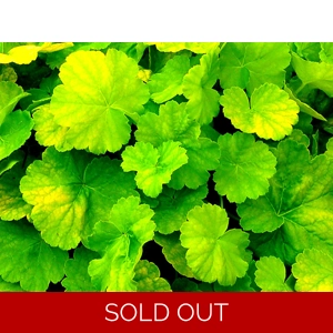 Heuchera 'Northern Exposure Lime'