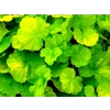 Heuchera 'Northern Exposure Lime'