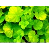 Heuchera 'Northern Exposure Lime'