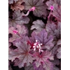 Heucherella 'Plum Cascade'
