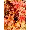 Heucherella 'Autumn Cascade'