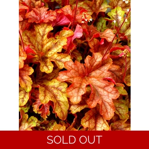 Heucherella 'Autumn Cascade'