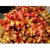 Heucherella 'Autumn Cascade'
