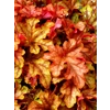 Heucherella 'Autumn Cascade'