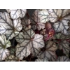 Heuchera 'Jade Gloss'