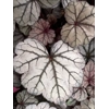 Heuchera 'Sugar Plum'