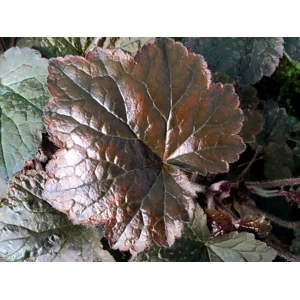 Heuchera 'Palace Purple'