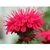 Monarda 'Bee Happy'