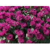Monarda 'Bee-True'