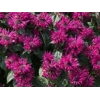 Monarda 'Bee-True'