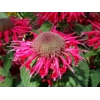 Monarda 'Bee Happy'