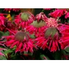 Monarda 'Bee Happy'
