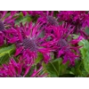 Monarda 'Bee-True'