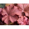 Heuchera 'Boysenberry' - Indian Summer Series