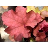 Heuchera 'Cranberry' - Indian Summer Series