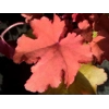 Heuchera 'Cranberry' - Indian Summer Series