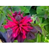 Monarda 'Bee Happy'