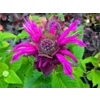 Monarda 'Bee-Free'