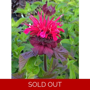 Monarda 'Bee Happy'