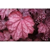 Heuchera 'Plum Power'