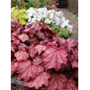 Heuchera 'Plum Power'
