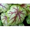 Heuchera 'Picasso' Master painter