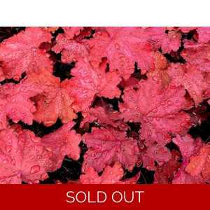 Heuchera 'Magma'