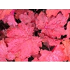Heuchera 'Magma'