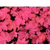 Heuchera 'Magma'