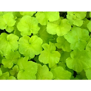 Heuchera 'Guacaomole'