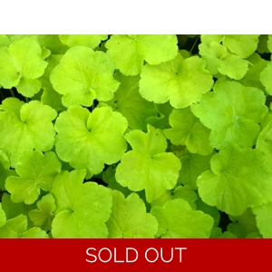 Heuchera 'Guacaomole'