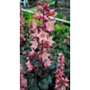 Heuchera 'Megan'