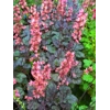 Heuchera 'Megan'