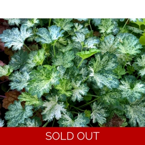 Heuchera 'Dewdrops'