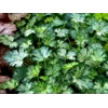 Heuchera 'Dewdrops'
