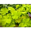 Heuchera 'Guacaomole'