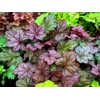 Heuchera 'Encore'