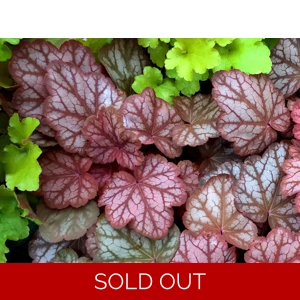 Heuchera 'Pauline'