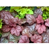Heuchera 'Pauline'