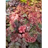 Heuchera 'Plum Power'