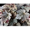 Heucherella 'Plum Cascade'