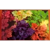 Greetings Cards - Heuchera Pack of 4 mixed