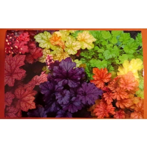 Greetings Cards - Heuchera Single