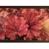 Greetings Cards - Heuchera Pack of 4 mixed